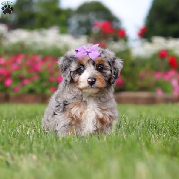 Jewel, Mini Bernedoodle Puppy